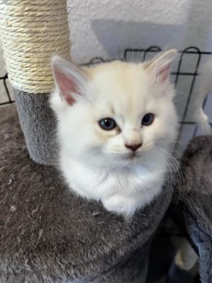 Wunderschöne Ragdoll Kitten