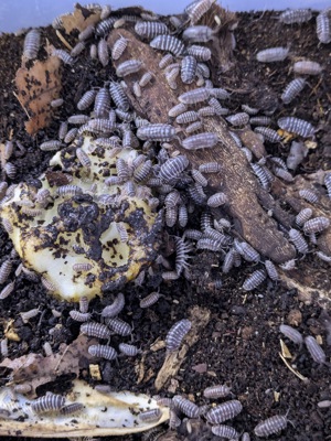 Armadillidium maculatum - Zebrarollassel 