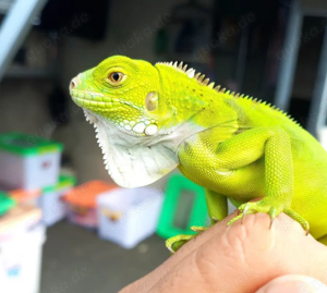 Suche Grünen Leguan Iguana Jungtier