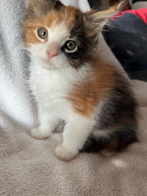 Maine Coon Kitten ( Mädchen)