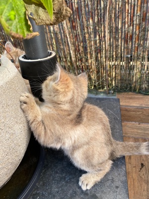 Zwei süße Bkh Kitten suchen ein neues liebevoll zu Hause 