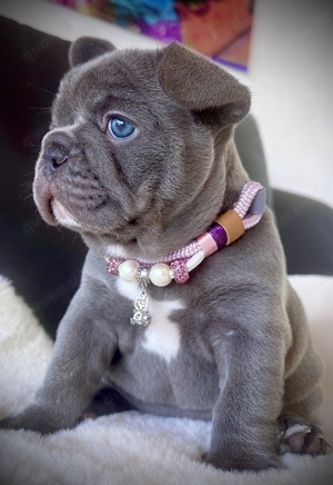 Französische Bulldogge Mädchen in Lilac