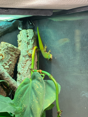 phelsuma Laticauda Laticauda Goldstaub Taggecko