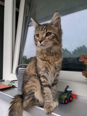 Main-Coon-Katze Nala