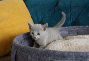 Russisch Blau Kitten, abgabebereit ab Mitte Dezember