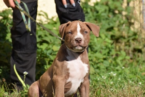 American Bully Welpen 