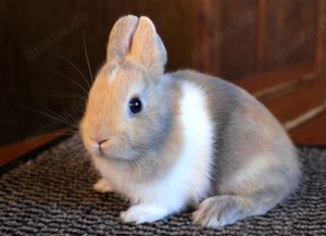 Kleine bunte Mini Löffelohr Farbenzwerge Zwerghasen Kaninchen