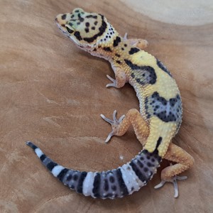 Leopardgecko Nachzucht aus 2024