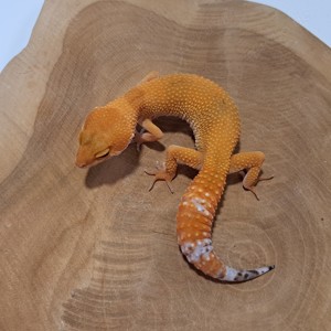 Leopardgecko Weibchen Mandarine Tangerine aus 2022