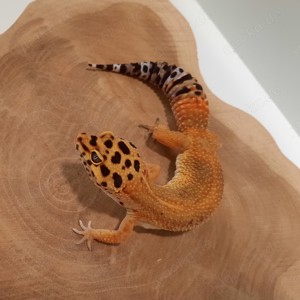 Leopardgecko Weibchen Afghan Tangerine aus 2020