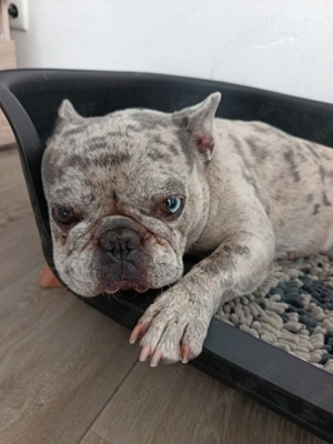 Französischen Bulldogge 