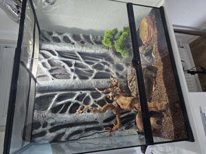 cornsnake mit terrarium exo terra 90 90 45