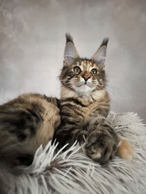 Maine Coon Katzchen mit Stammbaun