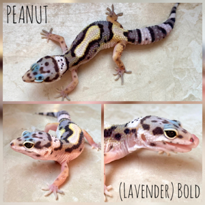 Leopardgecko Jungtiere TSF "Bold Bold Stripe"