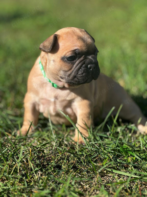 welpen französiche bulldoggen