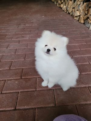 Zwergspitz Pomeranian 