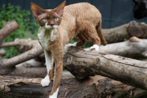 Devon rex süße Babys 