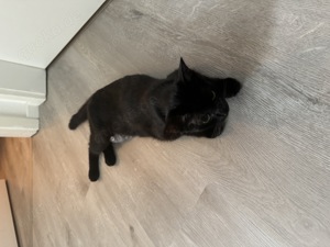 Suma (Katze) sucht liebevolles Zuhause