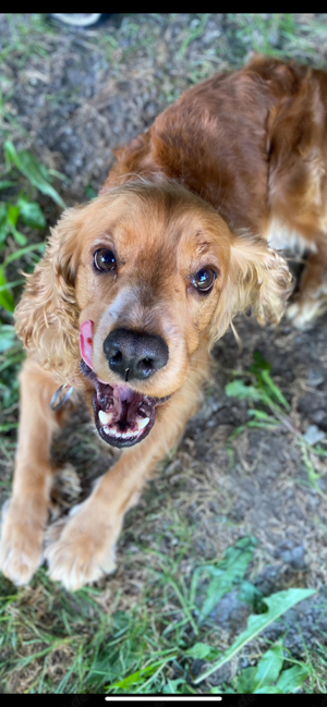 lieber Cocker Spaniel Rüde 