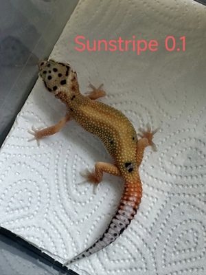 Leopardgecko jungtiere aus 2024 