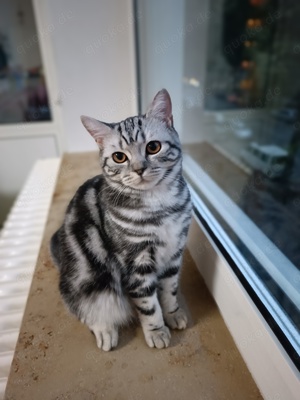 Britisch kurzhaar Silver tabby classic kätzchen 