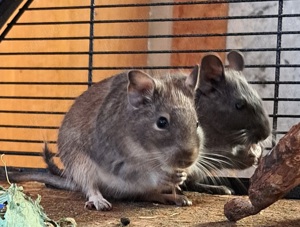 Degu Weibchen 