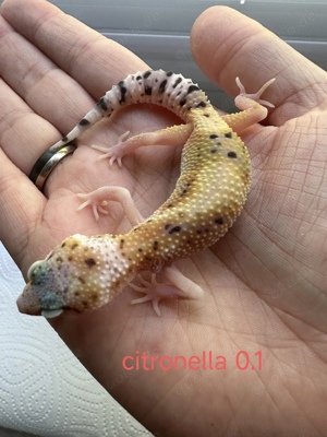 Leopardgecko Juntiere aus 2024 