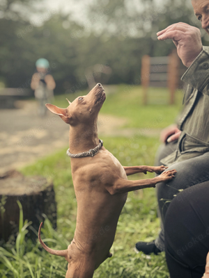 American Hairless Terrier Deckrüde 