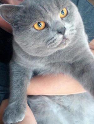 Erfahrener BKH Deckkater   Bild 2