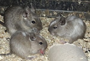 Degu Männchen 