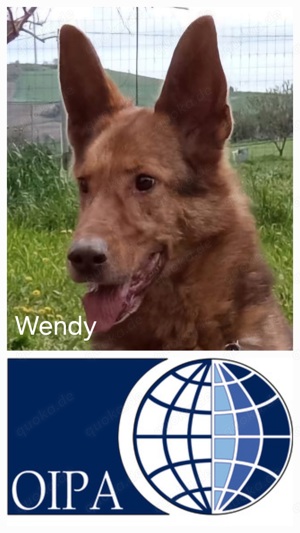 Wendy sucht ihre Menschen 