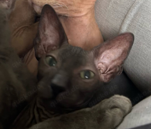 Sphynx Peterbald Kater schwarz