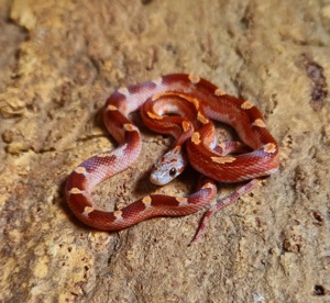 Toffee Blood Pied, Blood Motley Pied, Blood Pied  high Extreme White