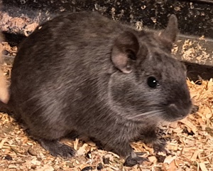 Degu blue non agouti Weibchen 