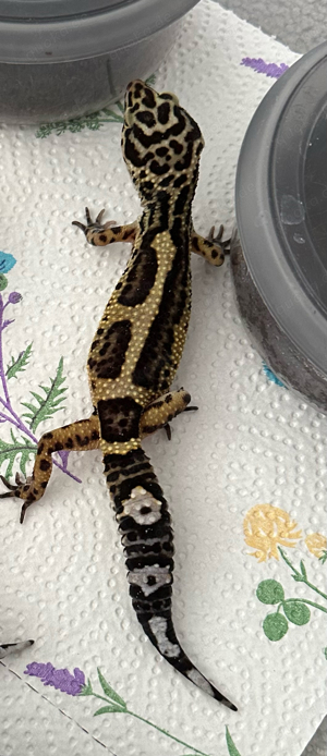 Leopardgecko 0.1 2023