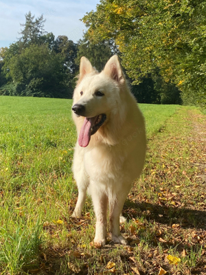 Weißer Schweizer Schäferhund Rüde Sam (Berger Blanc Suisse)