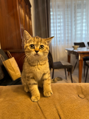 Wunderschöne, sanfte, im Wurf erzogene Kätzchen warten auf ihre neuen Besitzer (Mädchen)