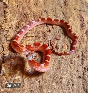 Blood Pied 