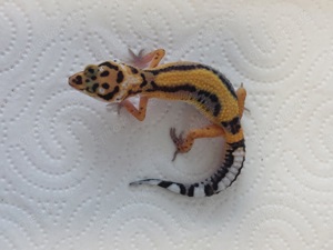 Leopardgecko Weibchen 2024 Clown BN