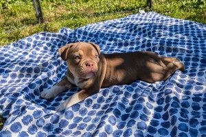 Old English Bulldog Welpe (Rüde) mit Stammbaum OEB