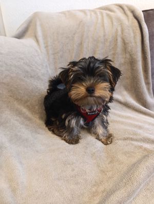 Yorkshire-Terrier-Welpen 900 Euro