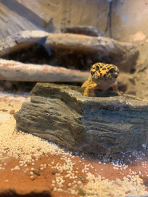 leopardengecko mit terrarium 