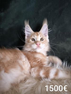 Maine Coon mit Stammbaum 