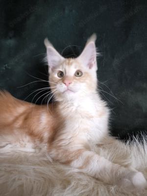 Maine Coon mit Stammbaum 