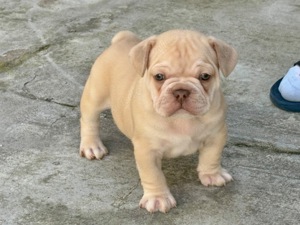 Wunderschöne freiatmende französische Bulldoggen Welpen    