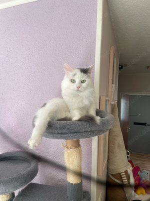 türkisch angora kater 