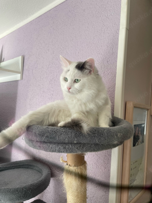 Türkisch Angora Kater 