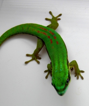 Phelsuma nigristriata 