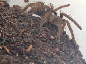 Chilobrachys sp kaeng krachan