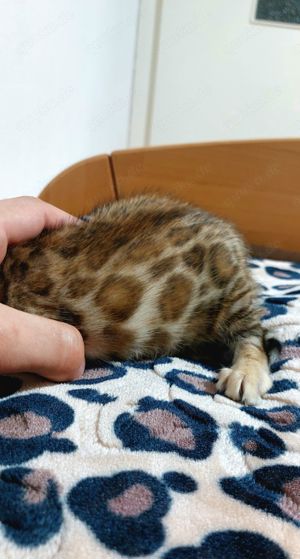 Bengal katze 